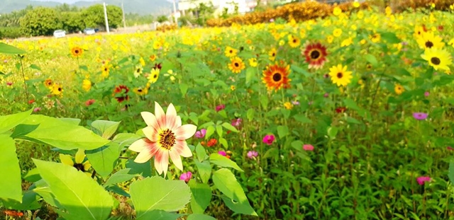 13859_5f2bd23dd6827內文5.jpg 13859_5f2bd23dd6827內文5.jpg